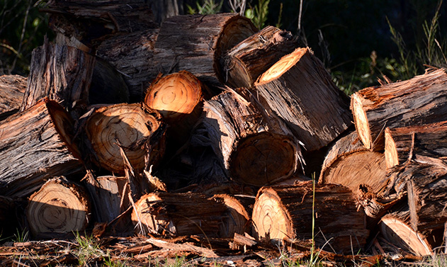 Firewood Collection Image