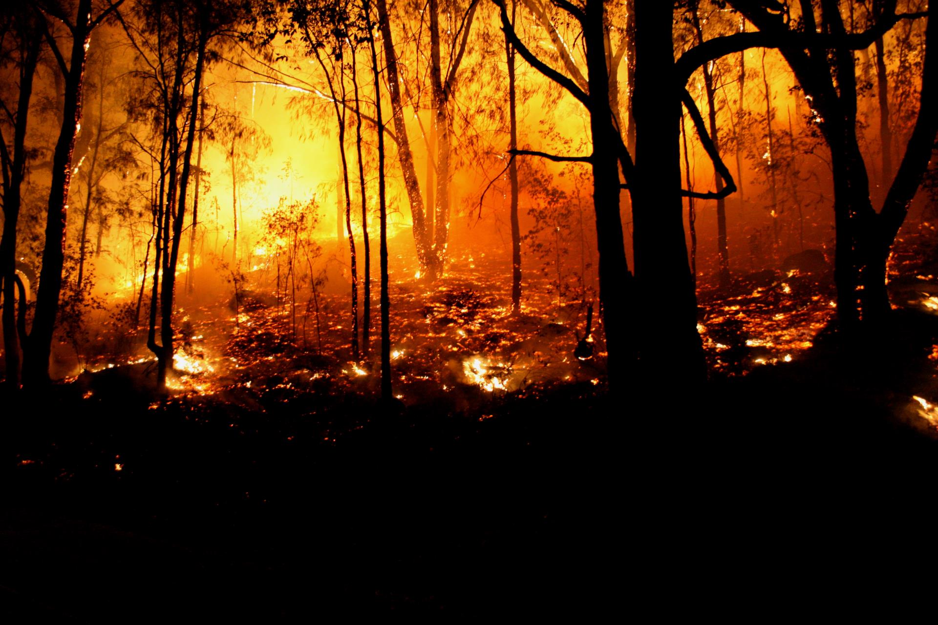 Bushfire Management Image