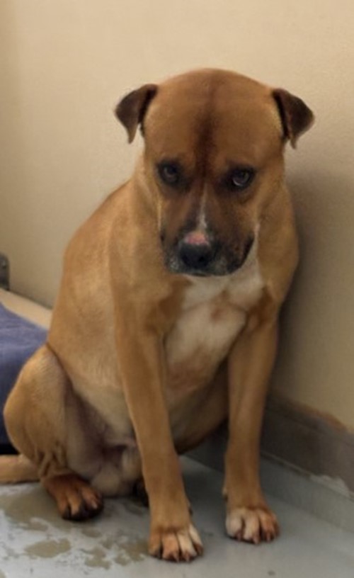 Photo for animal #1565