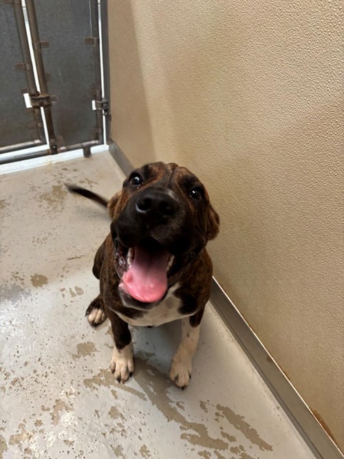 Photo for animal #1866