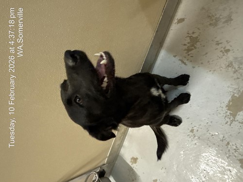 Photo for animal #1773