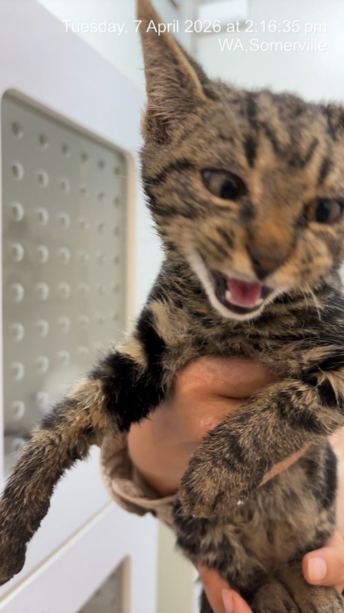 Photo for animal #1865