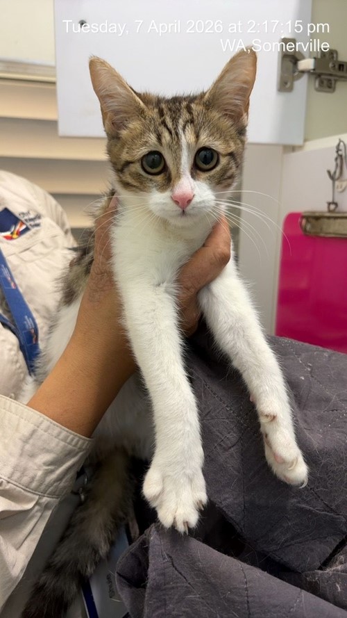 Photo for animal #1863