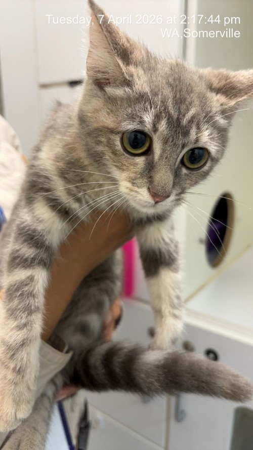 Photo for animal #1864