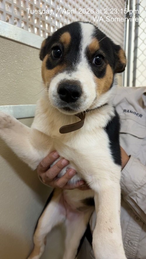 Photo for animal #1862