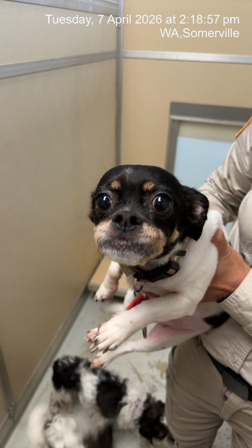 Photo for animal #1868