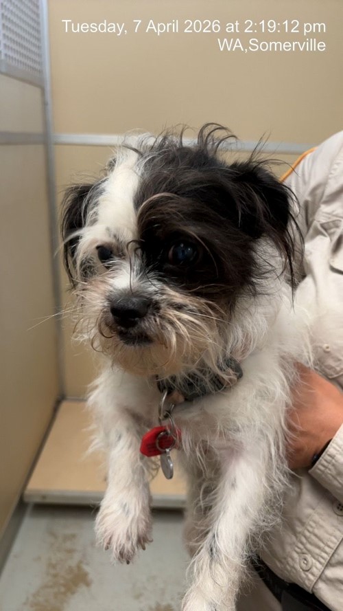 Photo for animal #1869