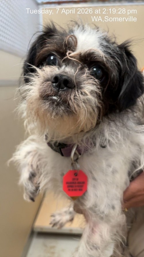 Photo for animal #1870