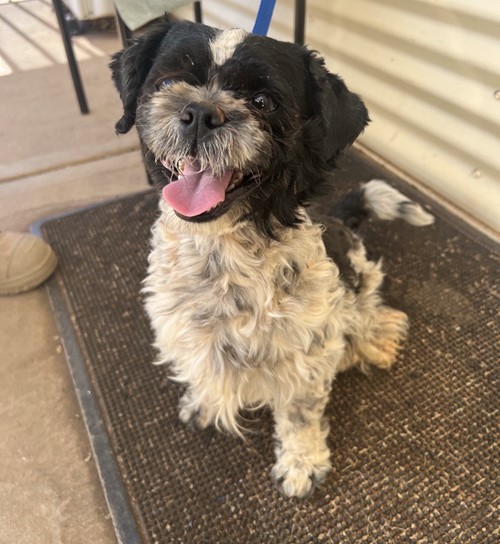 Photo for animal #1891