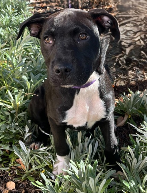 Photo for animal #1884