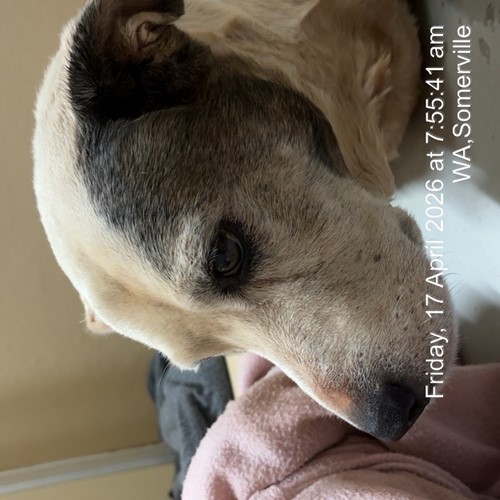 Photo for animal #1885