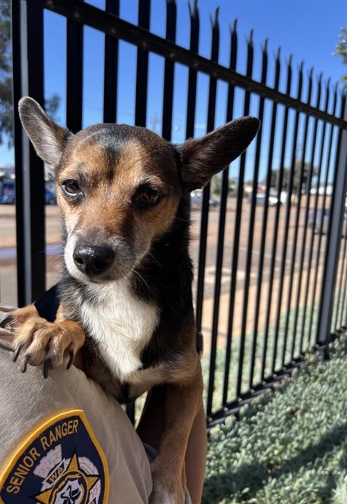 Photo for animal #1893