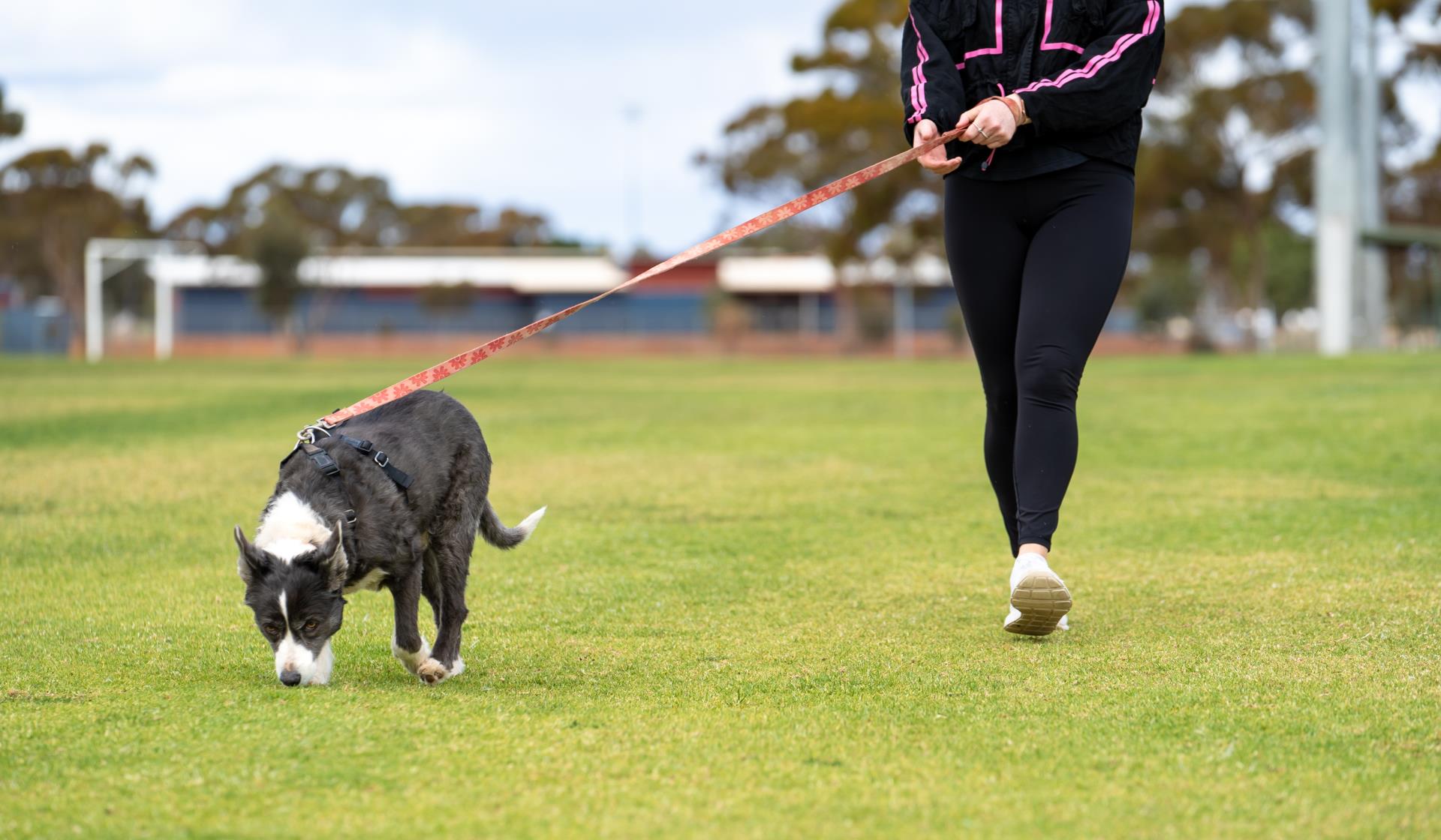 Happy Pets: The best places to go with your dog in Kalgoorlie-Boulder