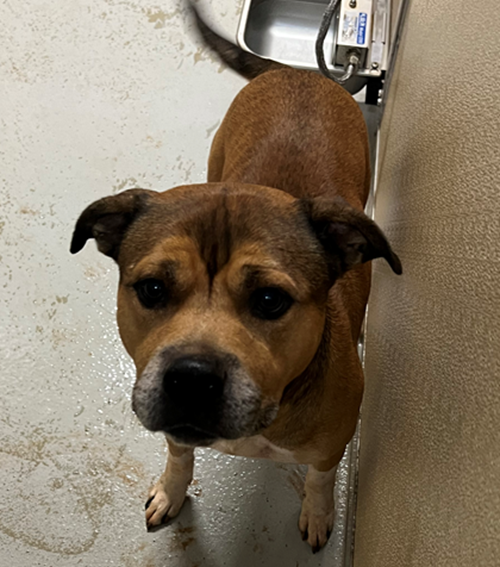 Photo for animal #1401