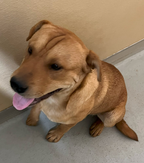 Photo for animal #1746