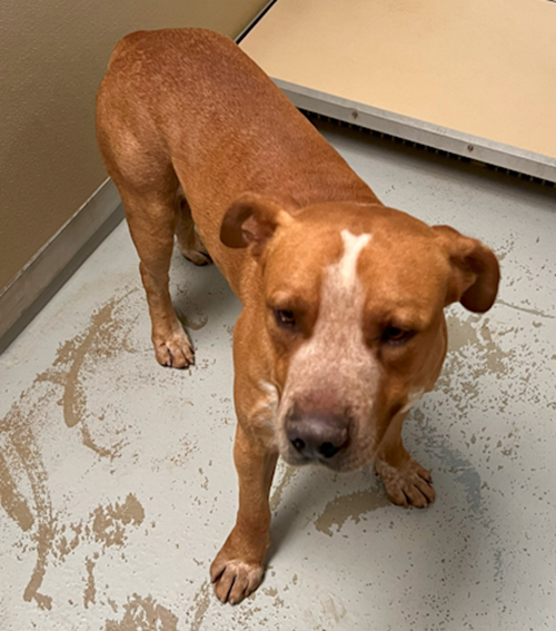 Photo for animal #1676