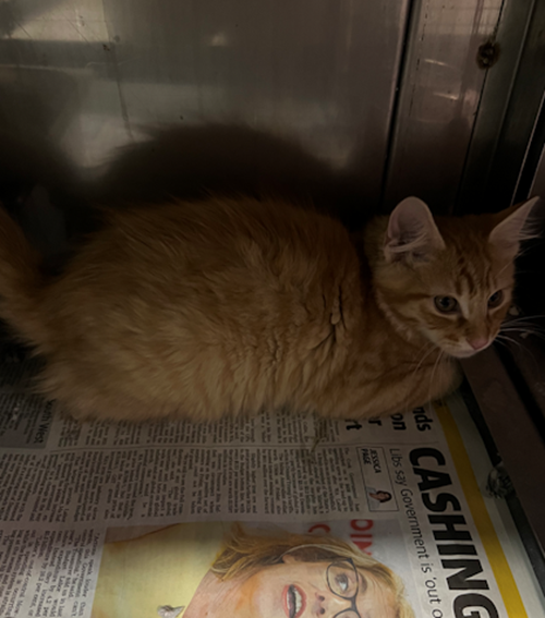 Photo for animal #1383
