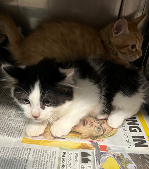 Photo for animal #1385
