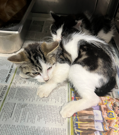 Photo for animal #1386