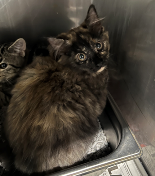 Photo for animal #1382