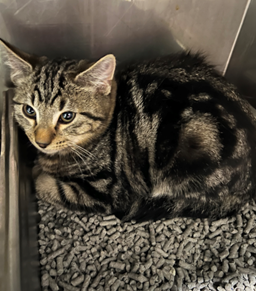 Photo for animal #1387
