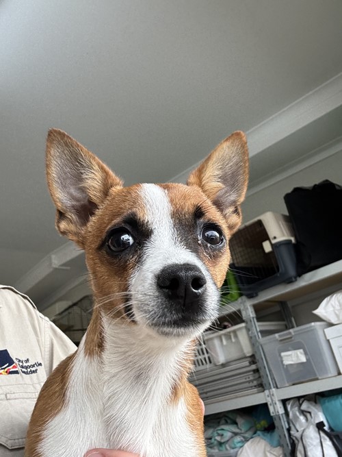 Photo for animal #2044