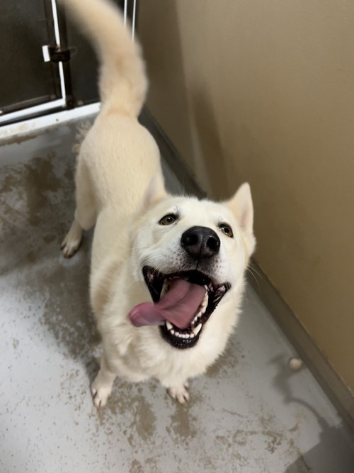 Photo for animal #2052