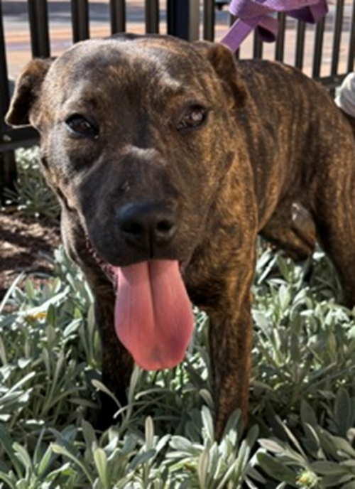 Photo for animal #2066