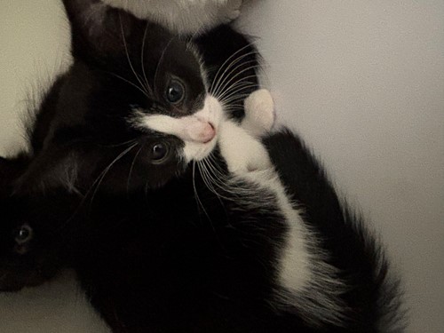 Photo for animal #2057