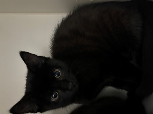 Photo for animal #2060