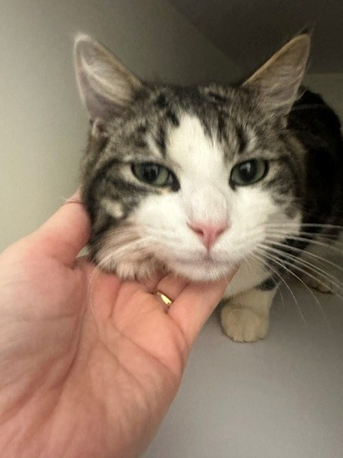 Photo for animal #2063