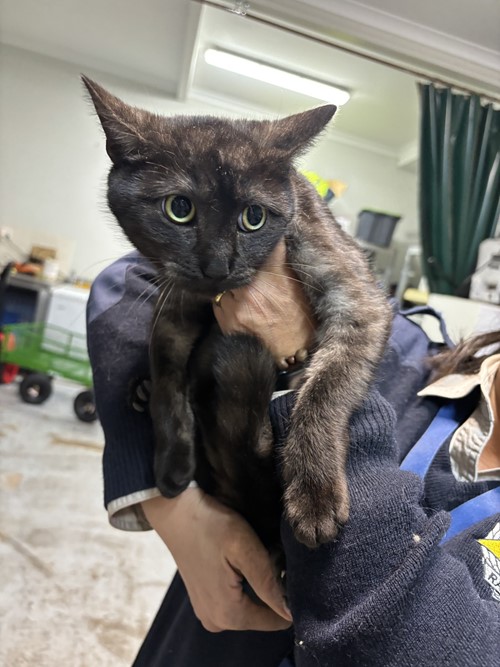 Photo for animal #2083