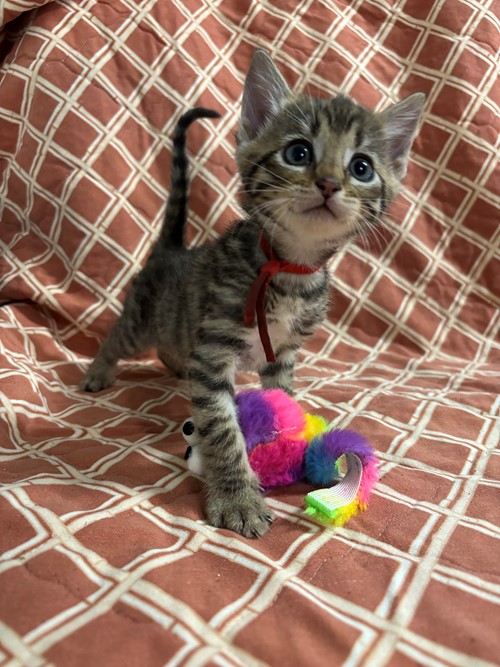 Photo for animal #2148