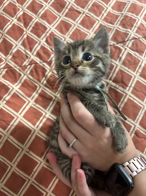 Photo for animal #2150
