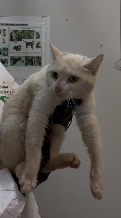 Photo for animal #2153
