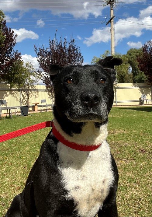 Photo for animal #2125