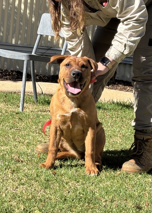 Photo for animal #2146