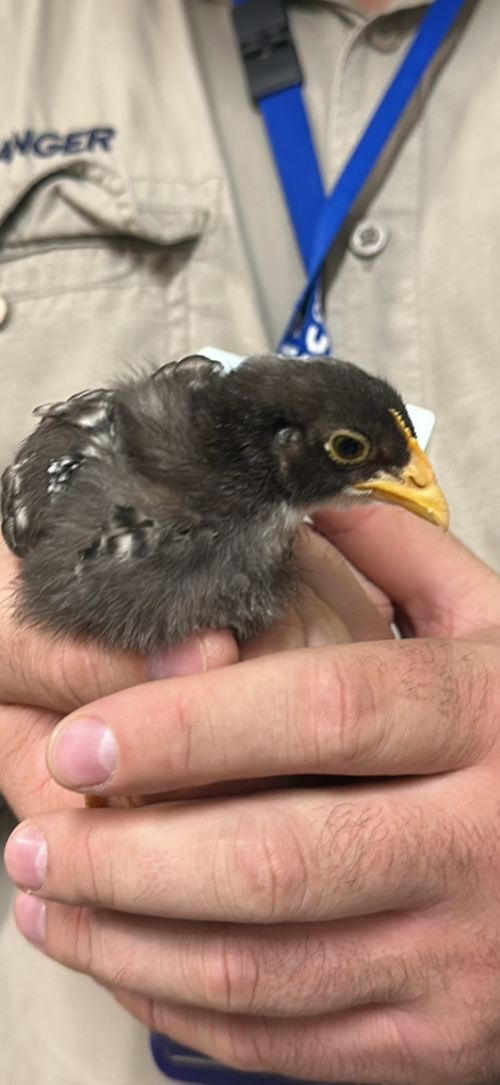 Photo for animal #1775