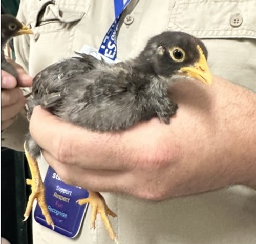 Photo for animal #1776