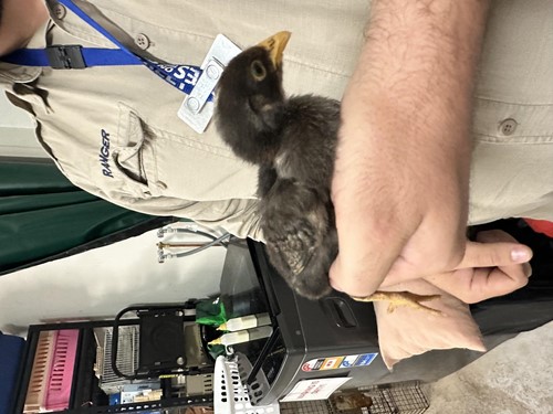 Photo for animal #1777