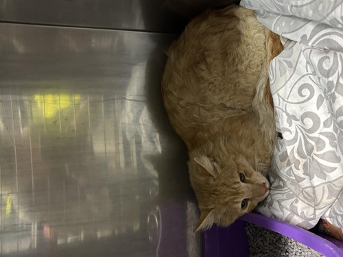 Photo for animal #1579