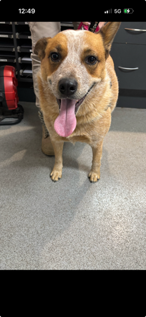 Photo for animal #1843