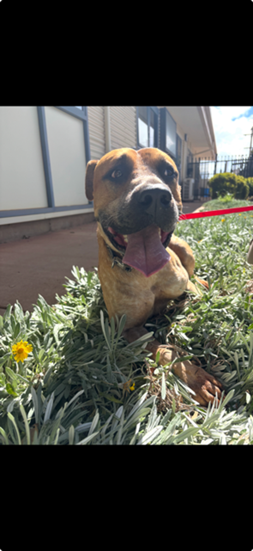 Photo for animal #1847