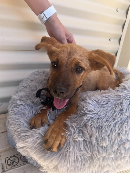 Photo for animal #1737