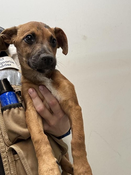 Photo for animal #1718