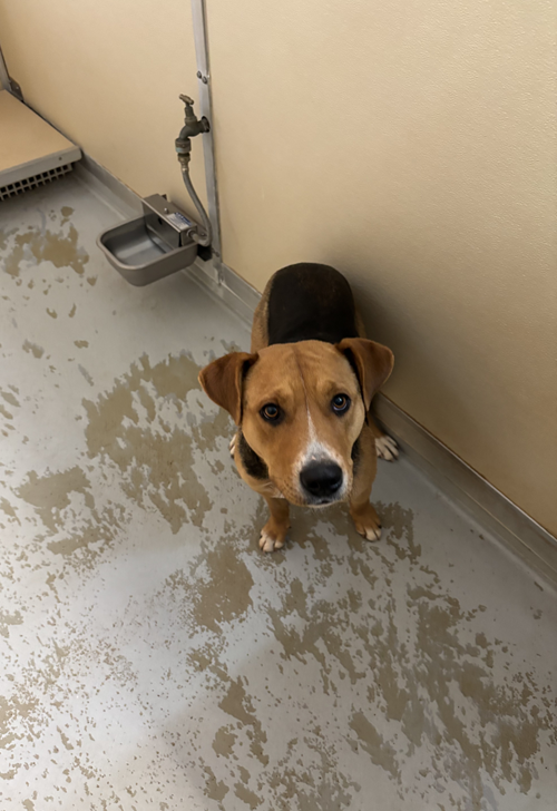 Photo for animal #1531