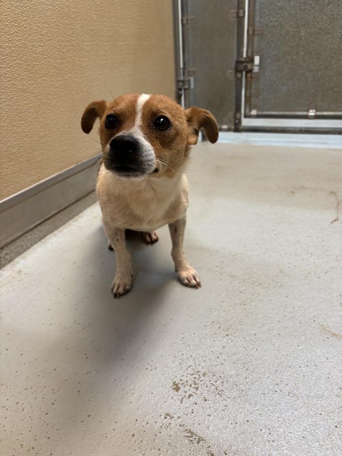 Photo for animal #1720