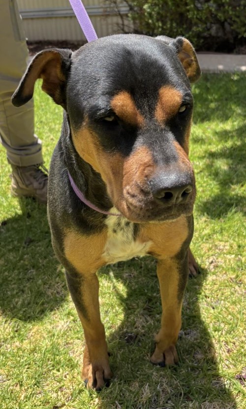 Photo for animal #1728