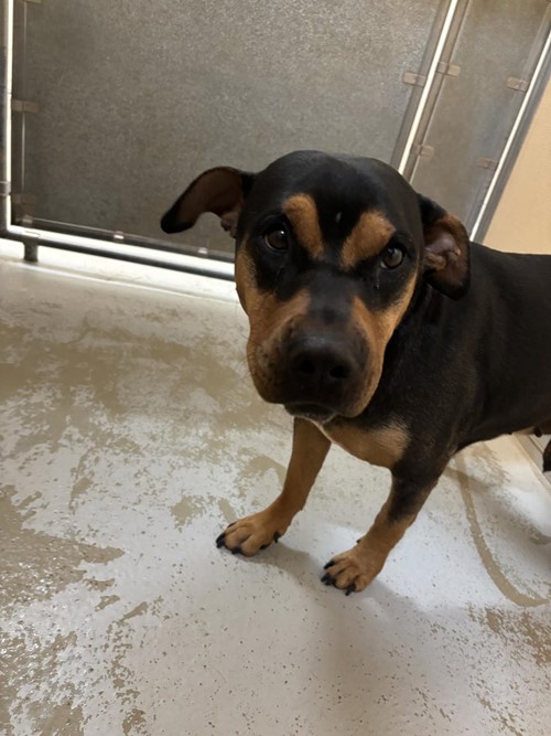 Photo for animal #1728