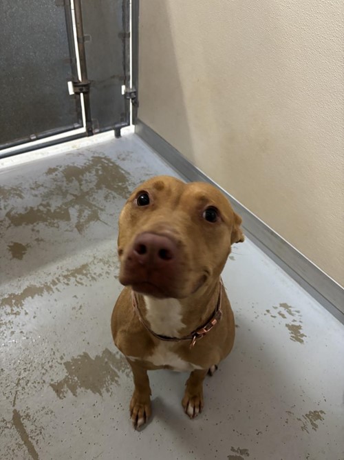 Photo for animal #1549